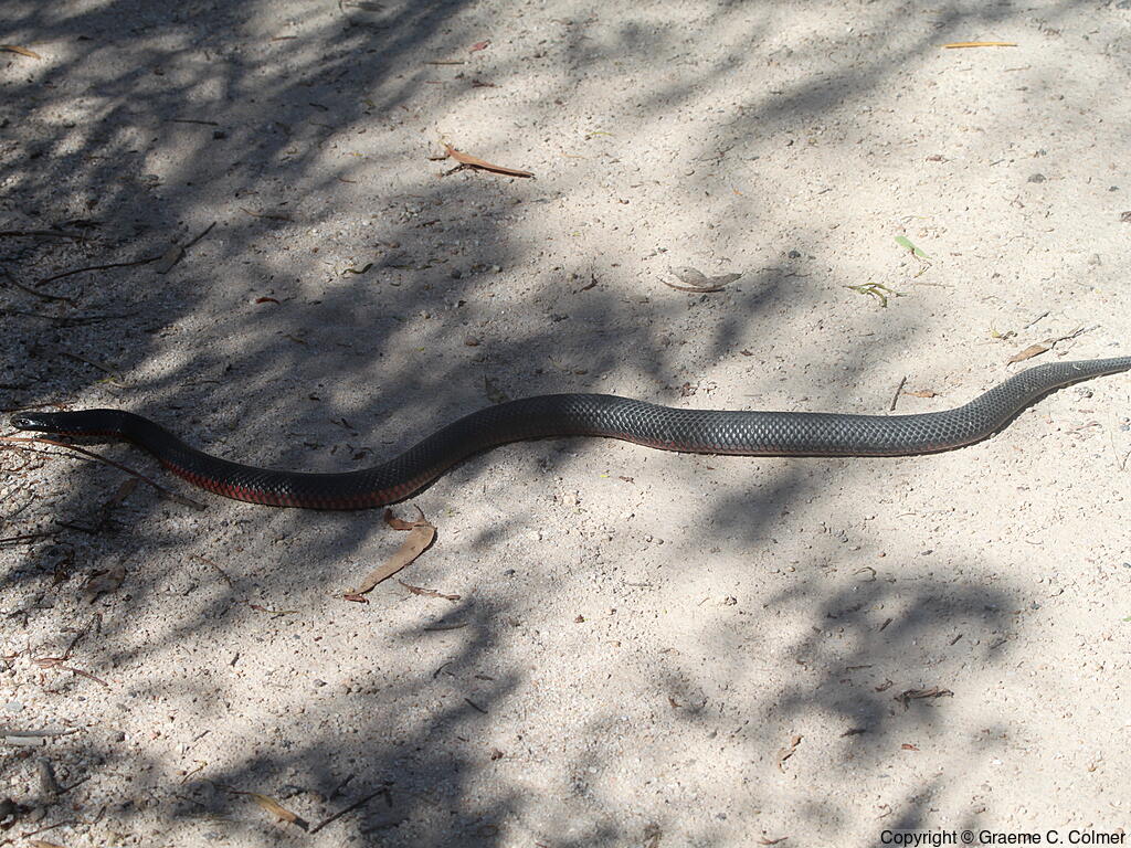 Red-bellied Black Snake (Pseudechis porphyriacus) - Adult