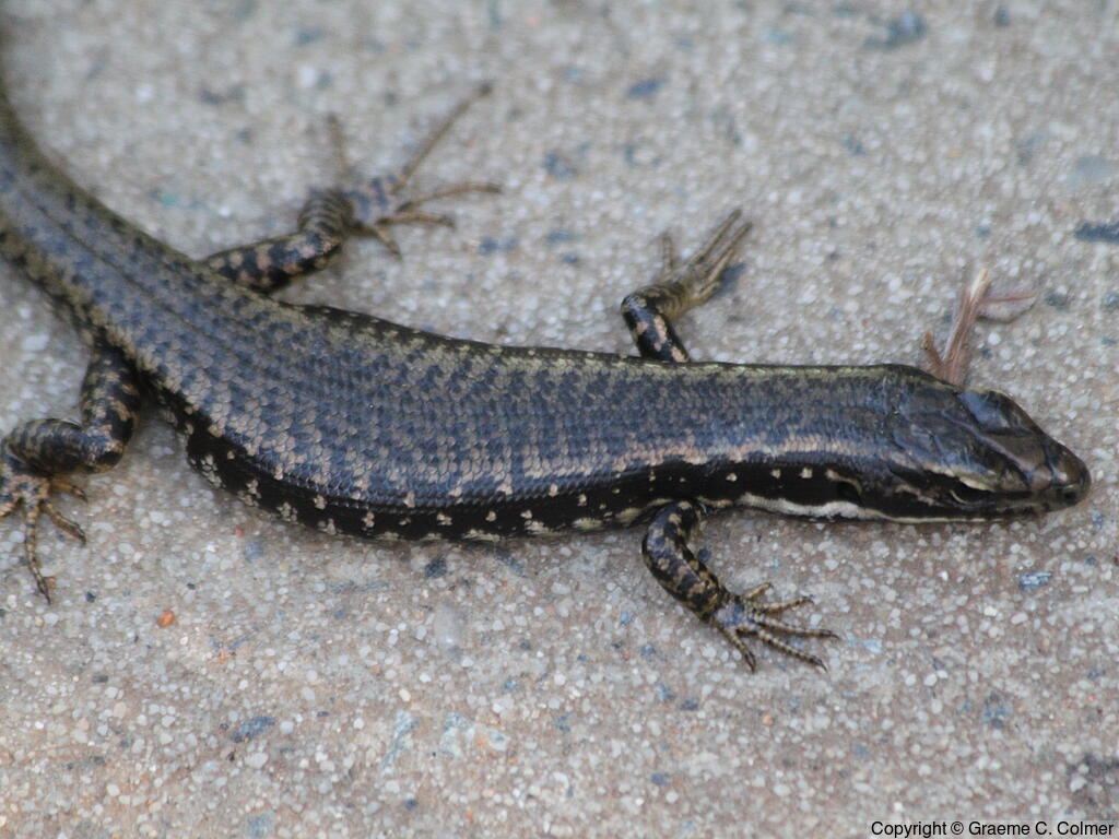 Eastern Water-skink (Eulamprus quoyii) - Adult
