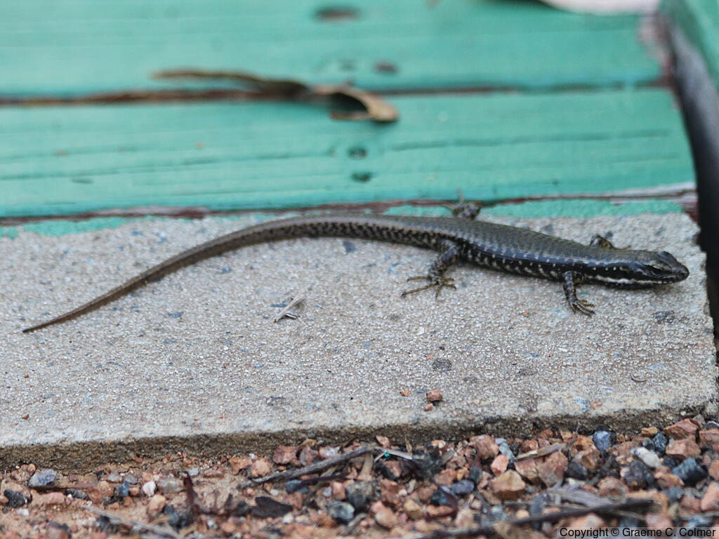 Eastern Water-skink (Eulamprus quoyii) - Adult