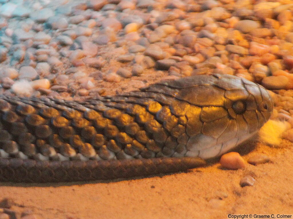 Lowlands Copperhead (Austrelaps superbus) - Adult