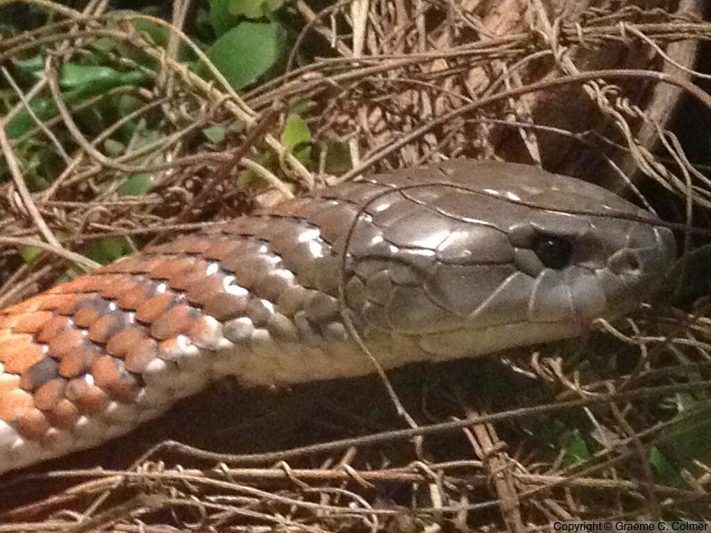 Mainland Tiger Snake (Notechis scutatus) - Adult