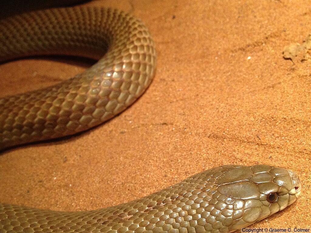 Pygmy Mulga Snake (Pseudechis weigeli) - Adult