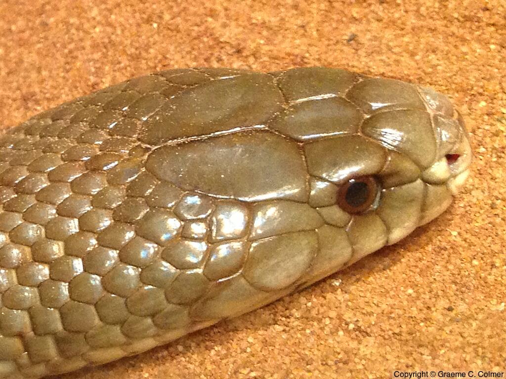 Pygmy Mulga Snake (Pseudechis weigeli) - Adult