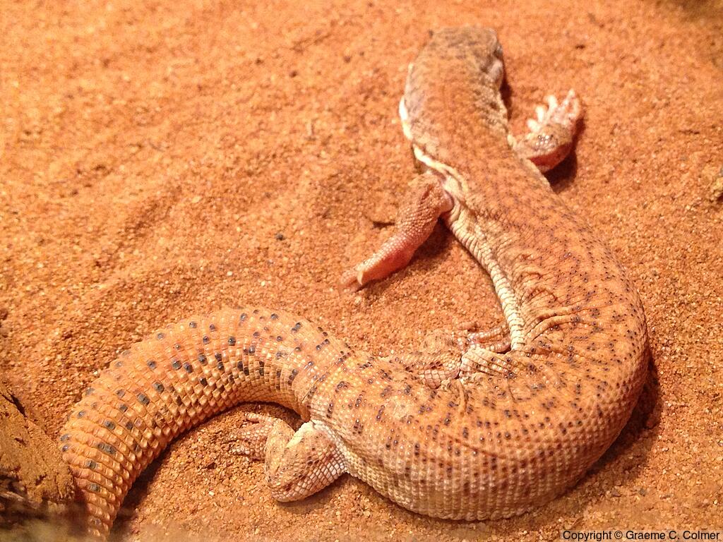 Short-tailed Pygmy Monitor (Varanus brevicauda) - Adult