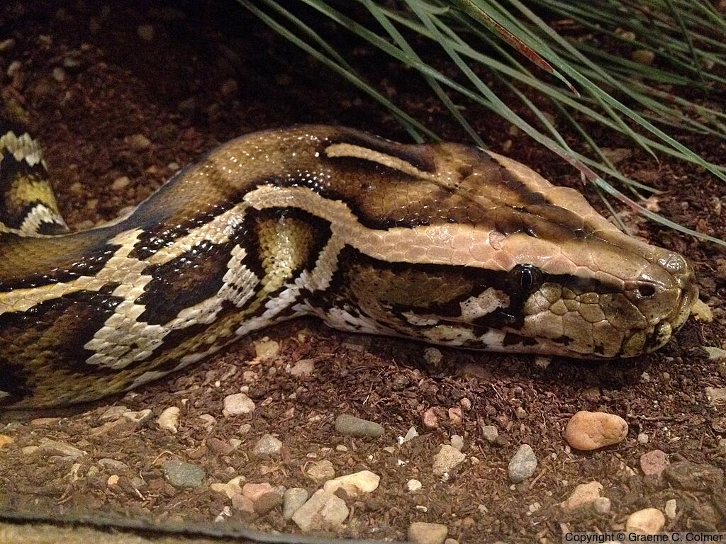 Burmese Python (Python bivittatus) - Adult