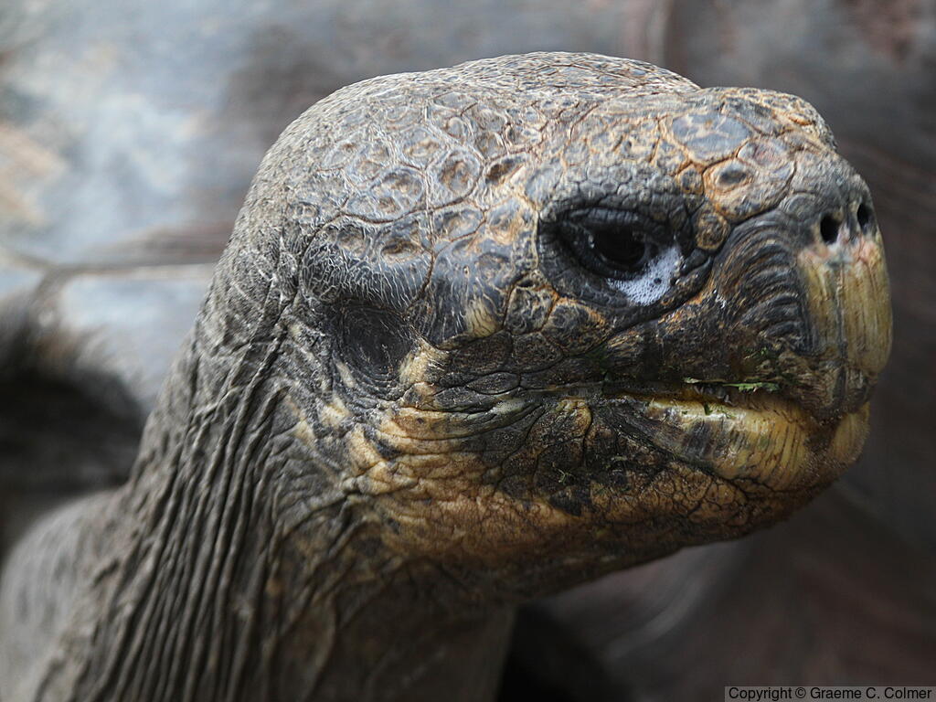 Galápagos Tortoise (Chelonoidis niger) - Adult