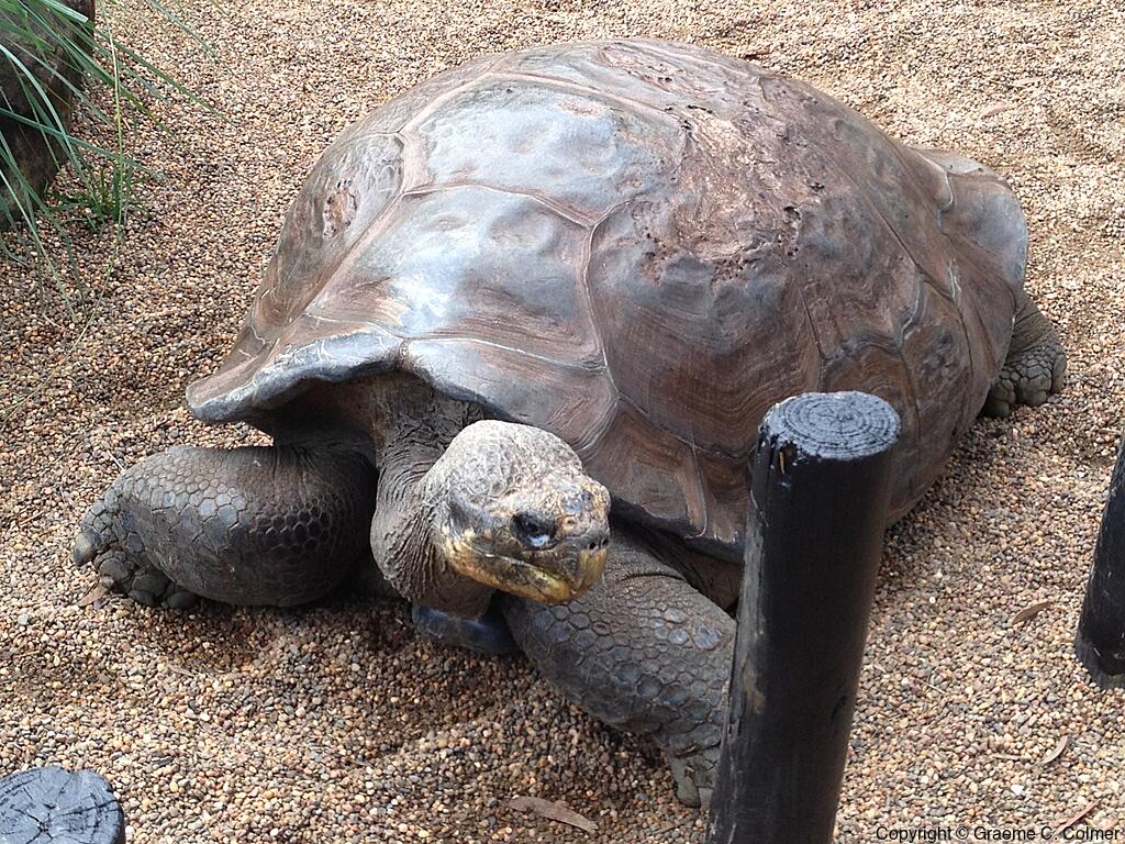 Galápagos Tortoise (Chelonoidis niger) - Adult
