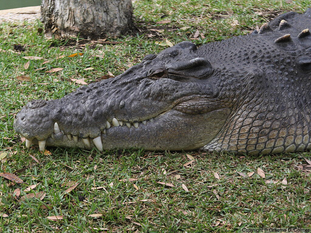 Saltwater Crocodile (Crocodylus porosus) - Adult