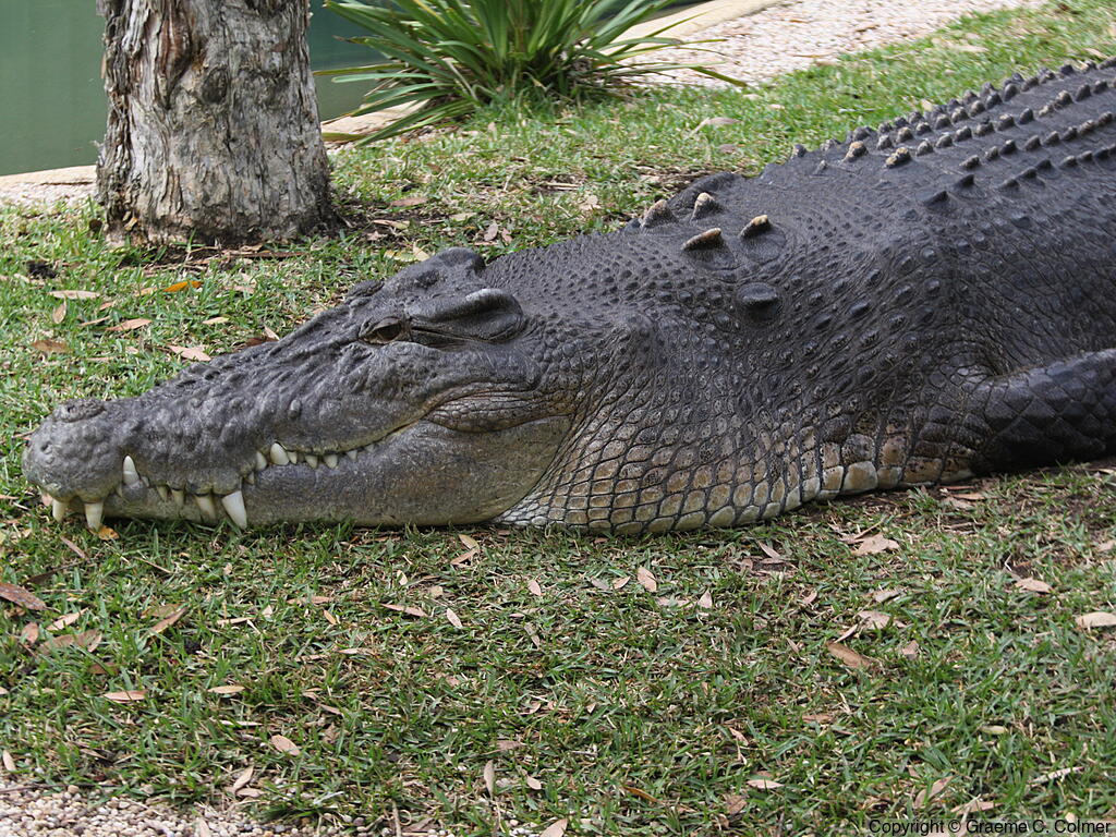 Saltwater Crocodile (Crocodylus porosus) - Adult