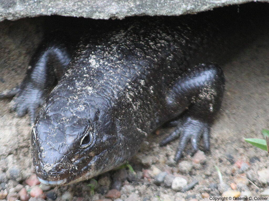 Land Mullet (Bellatorias major) - Adult