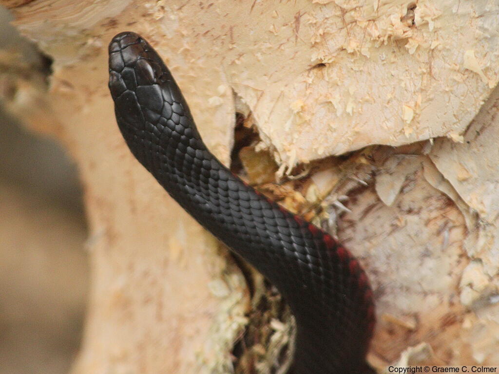 Red-bellied Black Snake (Pseudechis porphyriacus) - Adult