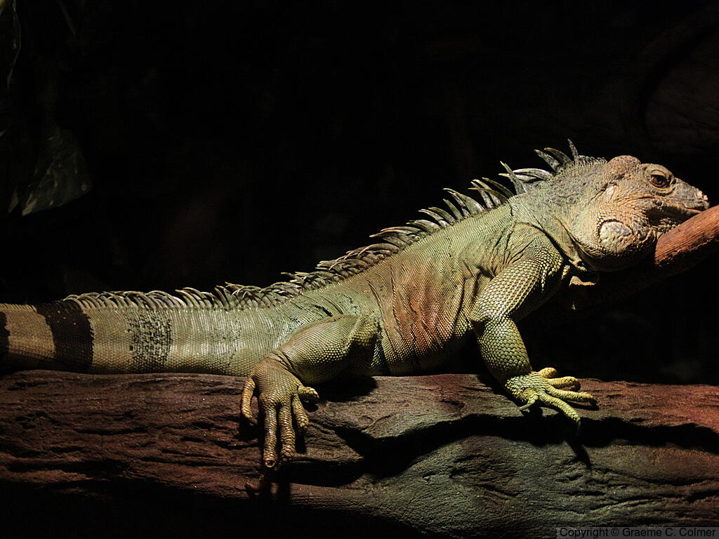 Green Iguana (Iguana iguana) - Adult