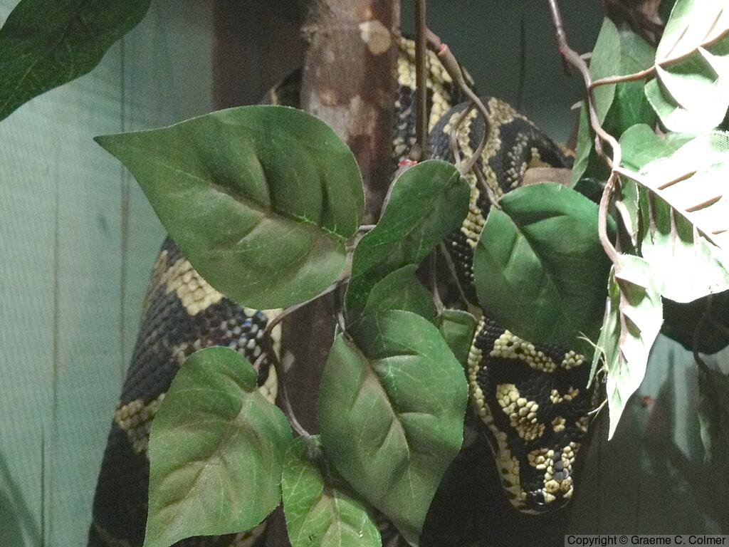 Diamond Python (Morelia spilota) - Adult
