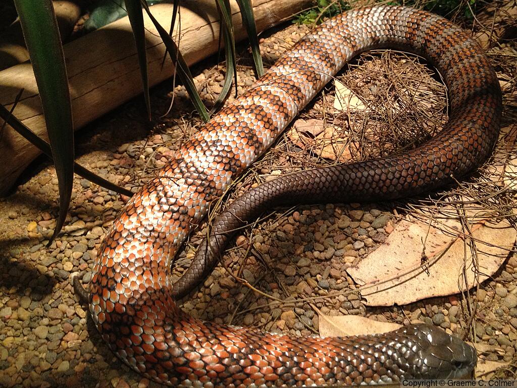 Mainland Tiger Snake (Notechis scutatus) - Adult