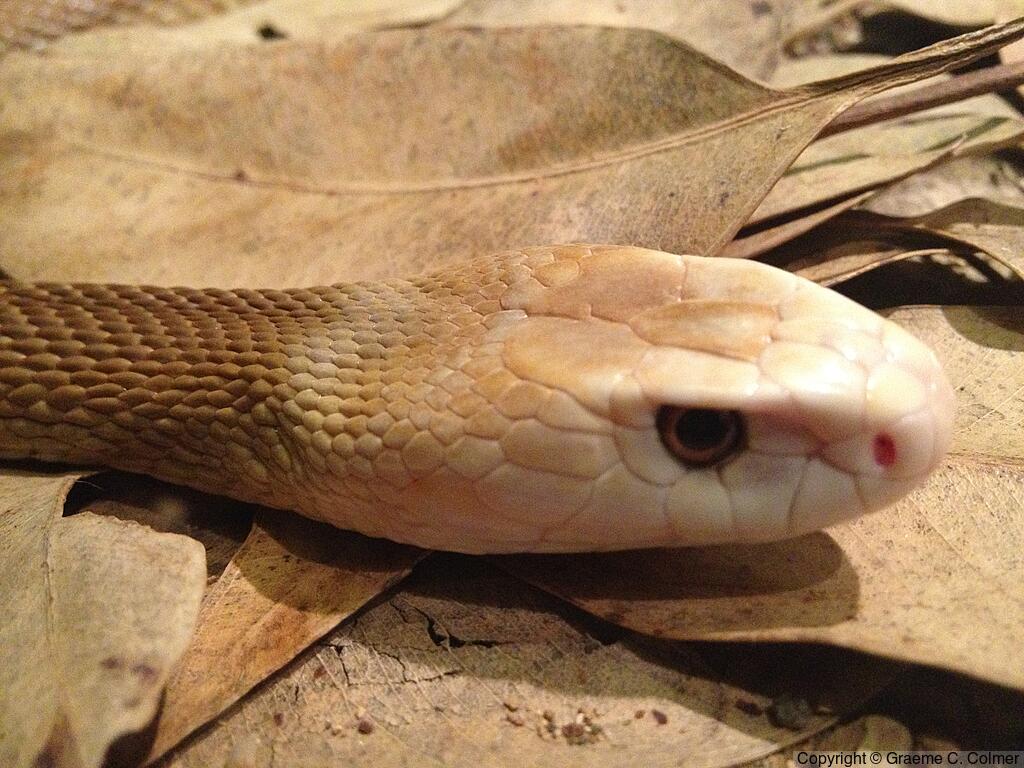 Coastal Taipan (Oxyuranus scutellatus) - Adult
