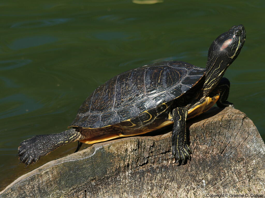 Pond Slider (Trachemys scripta) - Adult (Red-eared)