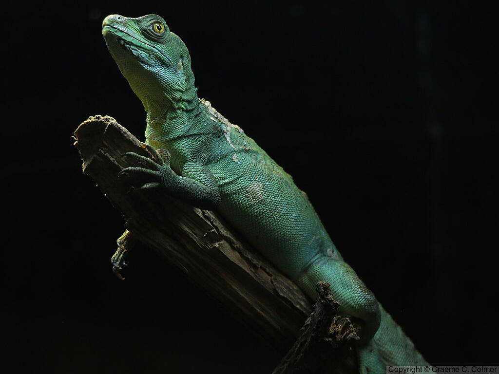 Green Basilisk (Basiliscus plumifrons) - Adult
