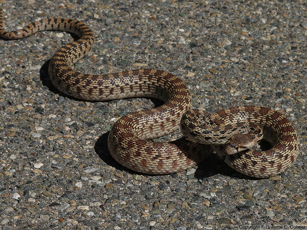 Gophersnake (Pituophis catenifer) - Gopher Snake
