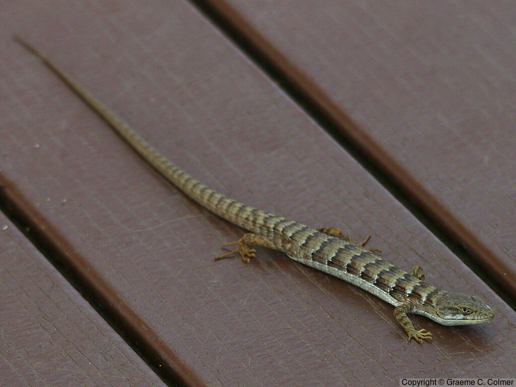 Southern Alligator Lizard (Elgaria multicarinata) - Adult