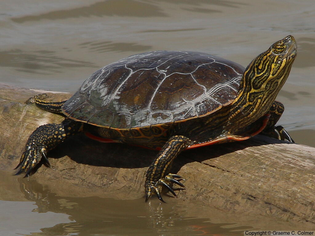 Painted Turtle (Chrysemys picta) - Adult