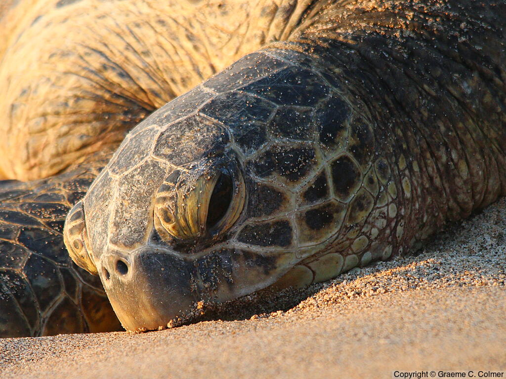 Green Sea Turtle (Chelonia mydas) - Adult