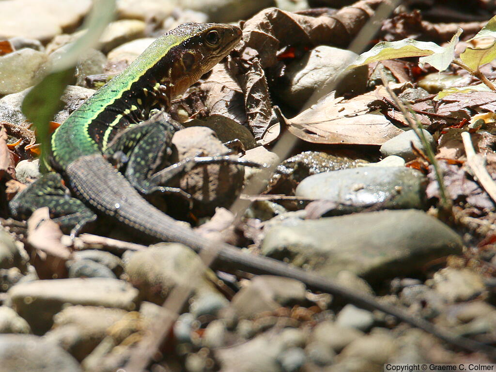 Cocha Whiptail (Kentropyx altamazonica) - Adult