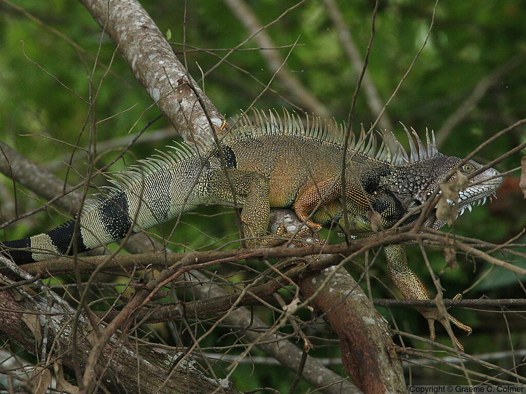 Green Iguana (Iguana iguana) - Adult