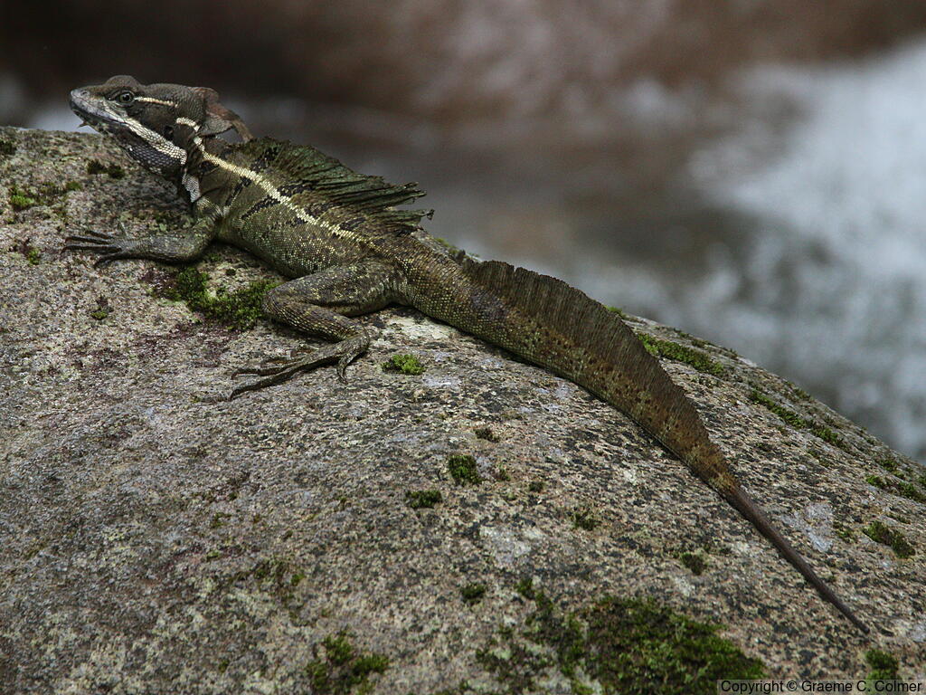 Common Basilisk (Basiliscus basiliscus) - Adult male