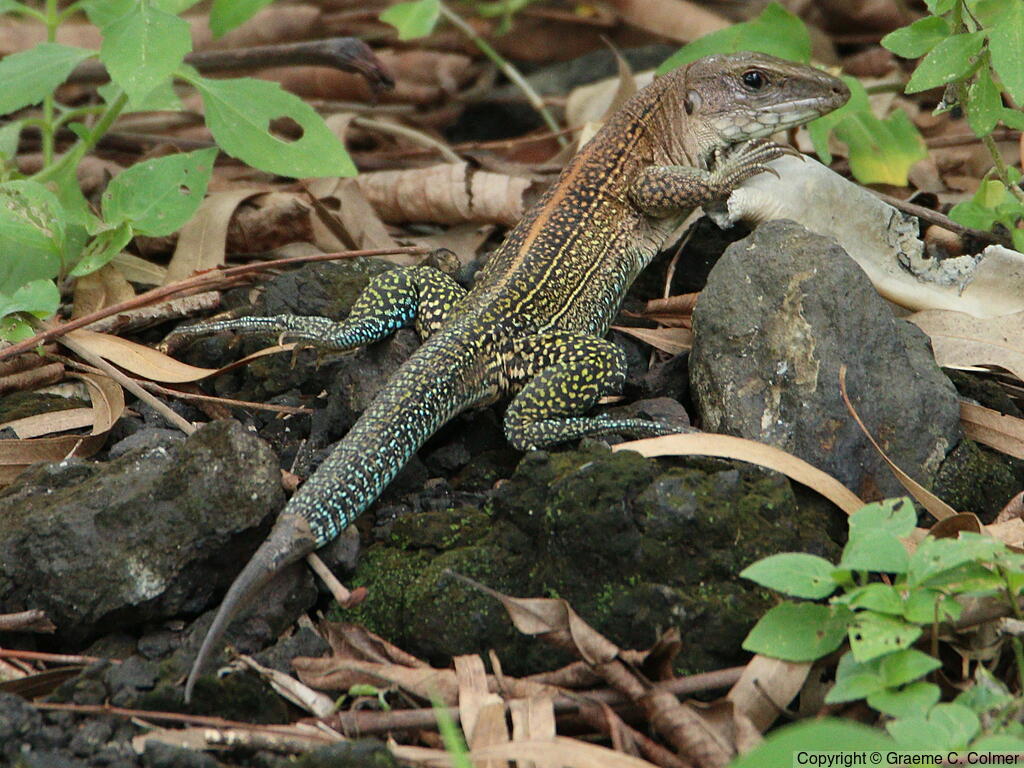 Neotropical Ameiva (Ameiva ameiva) - Adult