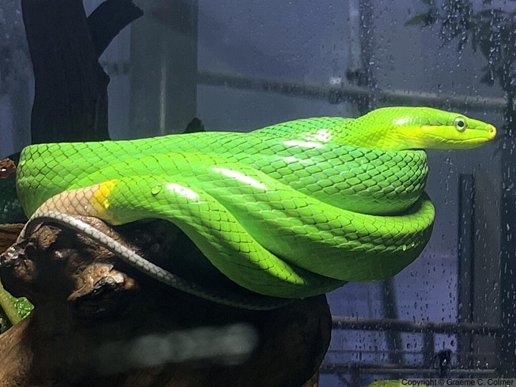 Red-tailed Green Ratsnake (Gonyosoma oxycephalum) - Adult
