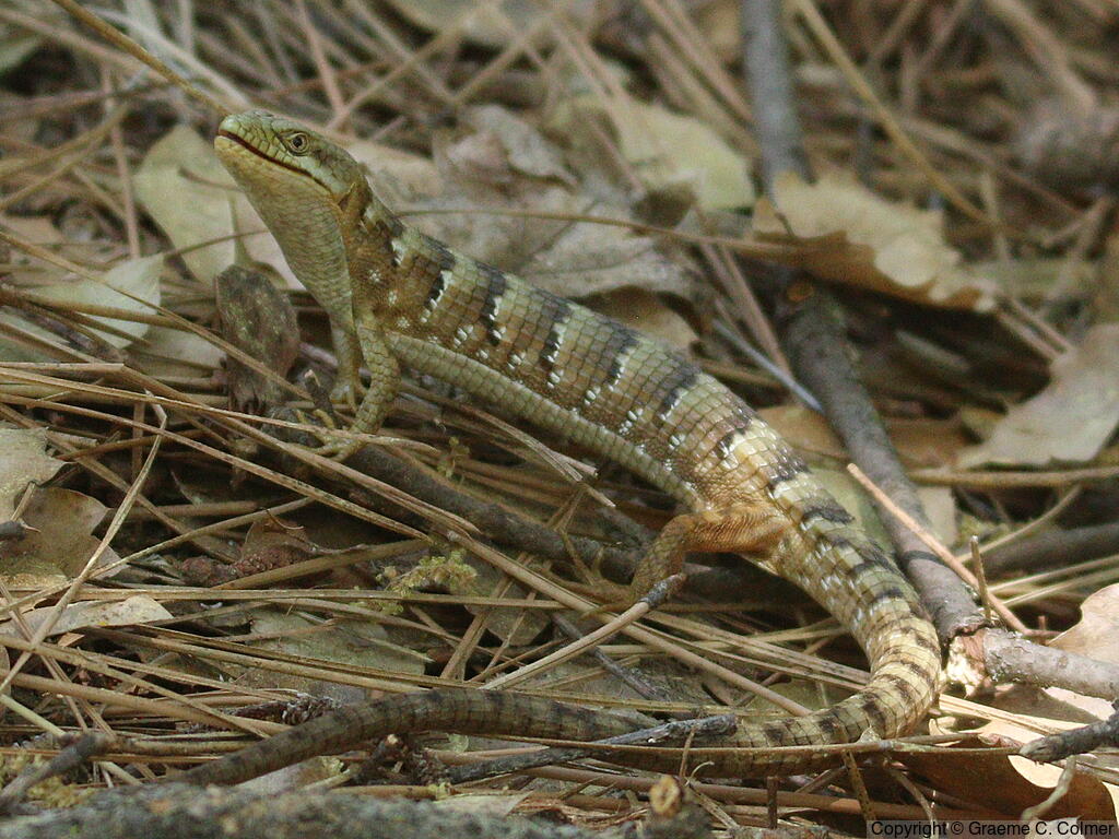 Southern Alligator Lizard (Elgaria multicarinata) - Adult