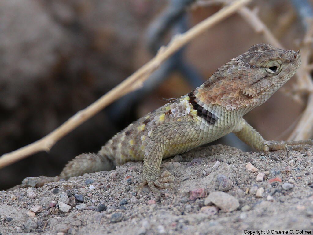 Desert Spiny Lizard (Sceloporus magister) - Adult female