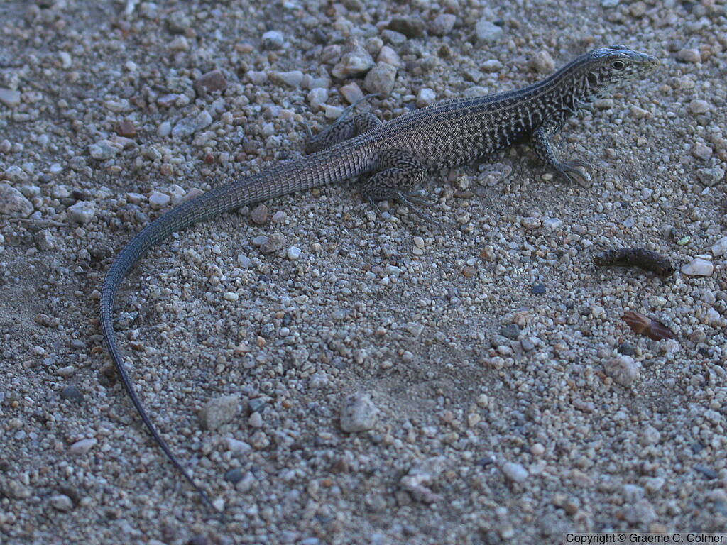 Western Whiptail (Aspidoscelis tigris) - Adult (Great Basin)