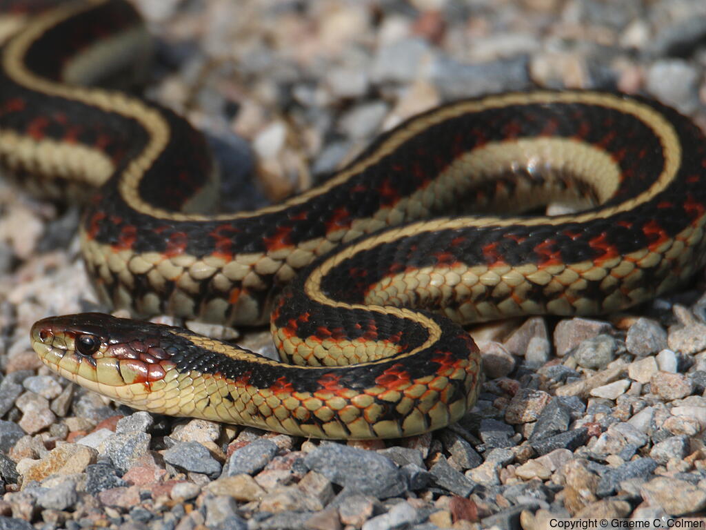 Common Gartersnake (Thamnophis sirtalis) - Adult (Valley)