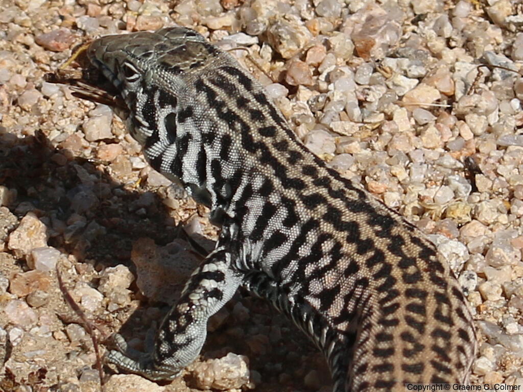 Western Whiptail (Aspidoscelis tigris) - Adult