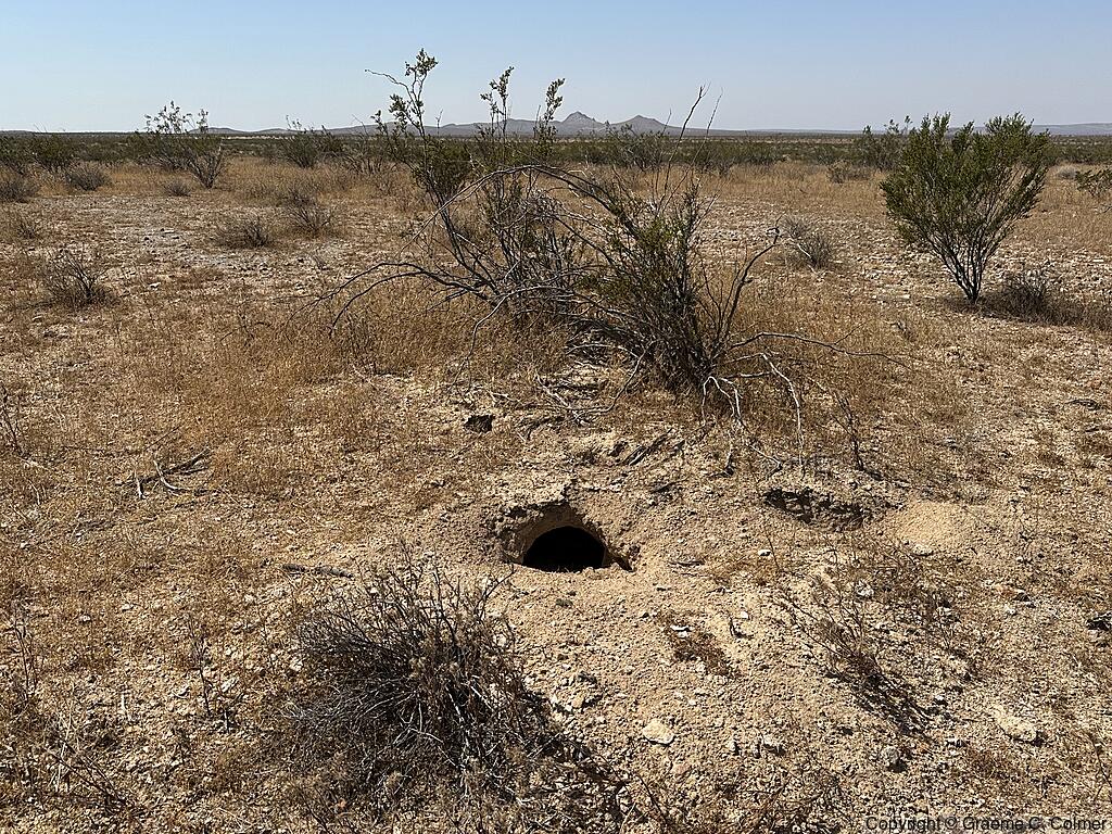 Mojave Desert Tortoise (Gopherus agassizii) - Burrow