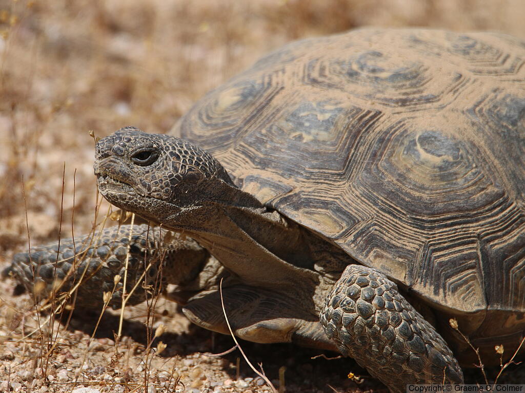 Mojave Desert Tortoise (Gopherus agassizii) - Adult Female