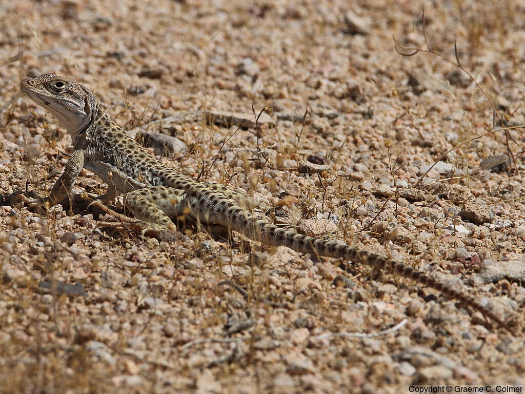 Longnose Leopard Lizard (Gambelia wislizenii) - Adult