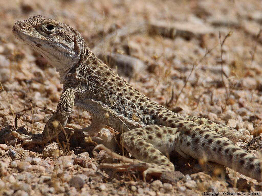 Longnose Leopard Lizard (Gambelia wislizenii) - Adult