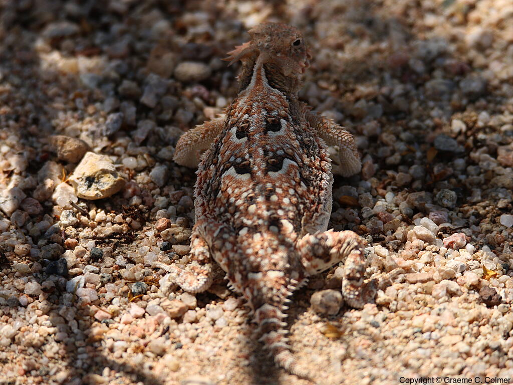Desert Horned Lizard (Phrynosoma platyrhinos) - Adult