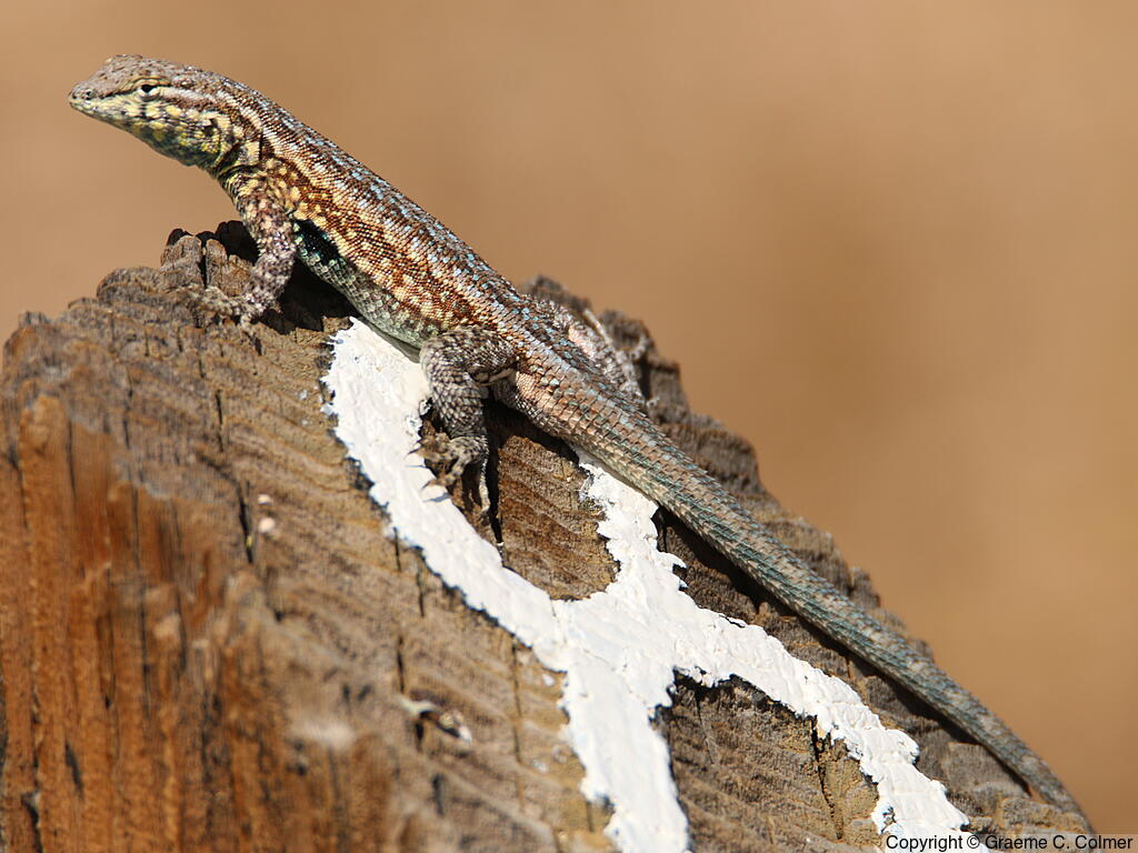 Side-blotched Lizard (Uta stansburiana) - Adult
