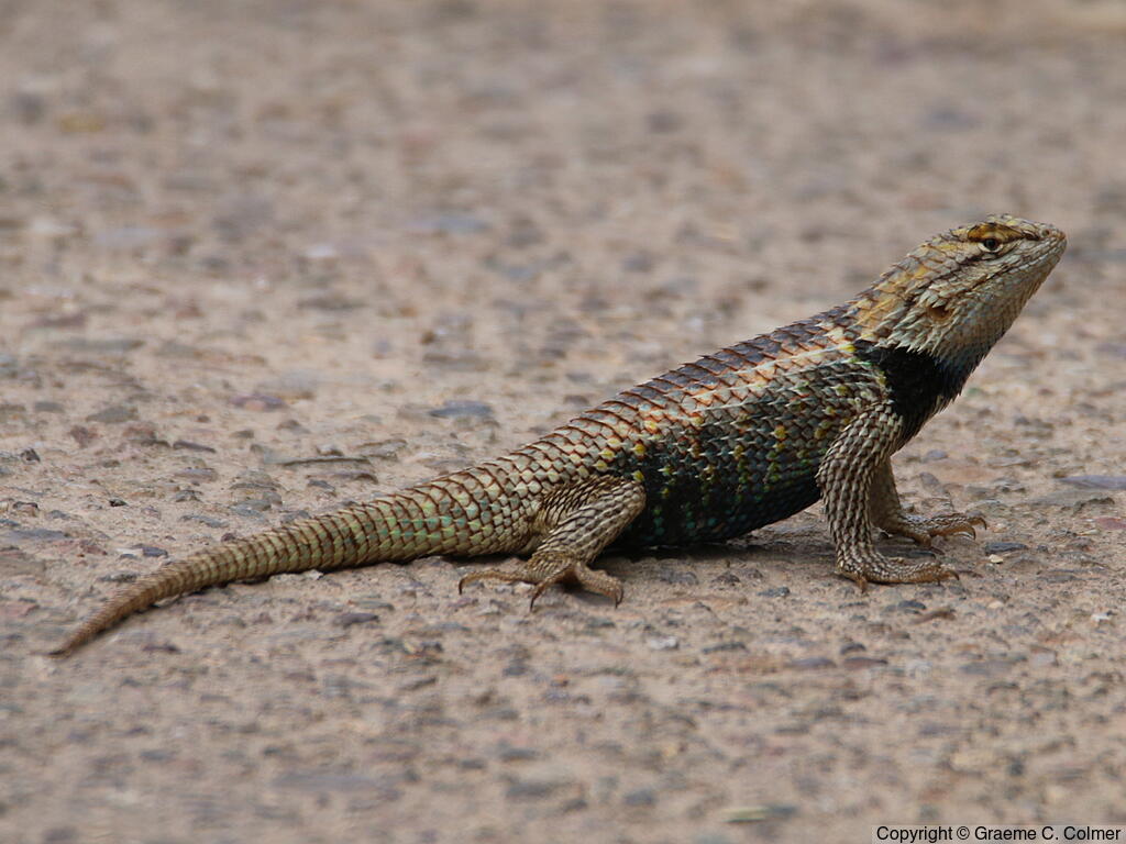 Desert Spiny Lizard (Sceloporus magister) - Adult male