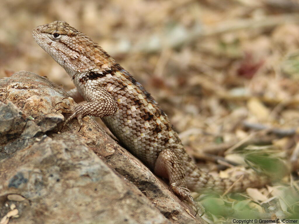 Desert Spiny Lizard (Sceloporus magister) - Adult female