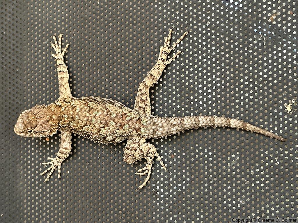 Clark's Spiny Lizard (Sceloporus clarkii) - Adult