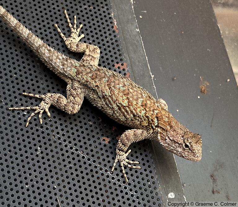 Clark's Spiny Lizard (Sceloporus clarkii) - Adult