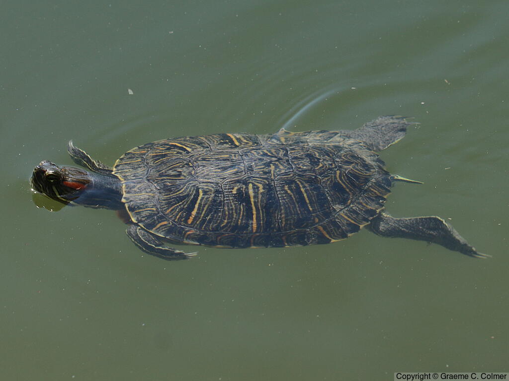 Pond Slider (Trachemys scripta) - Adult (Red-eared)