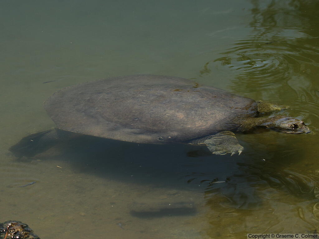 Spiny Softshell Turtle (Apalone spinifera) - Adult