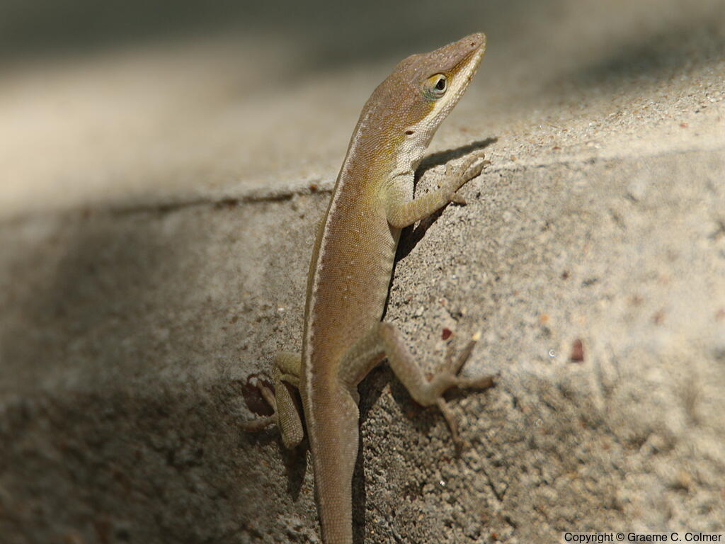 Green Anole (Anolis carolinensis) - Adult