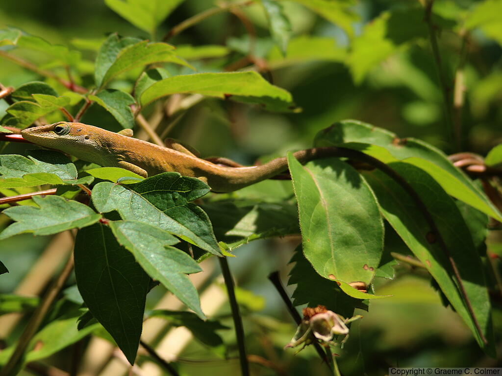 Green Anole (Anolis carolinensis) - Adult