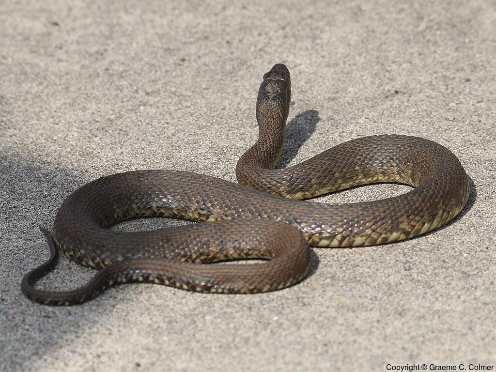 Mississippi Green Watersnake (Nerodia cyclopion) - Adult